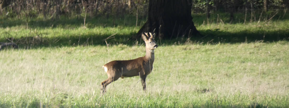 Deer spotted in the meadows near Holy Cross